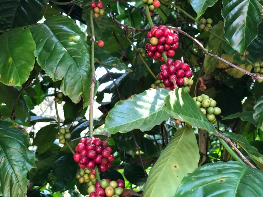 Arabica coffee beans from Araku Valley