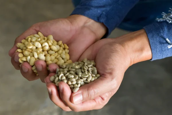 Organic Green Coffee Beans